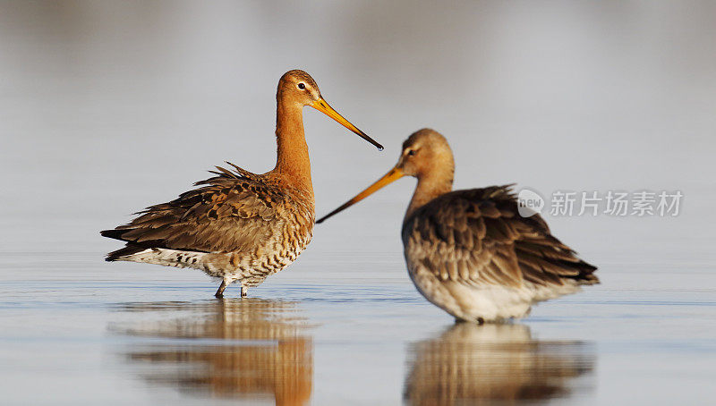 黑尾白鲸(Limosa Limosa)配对